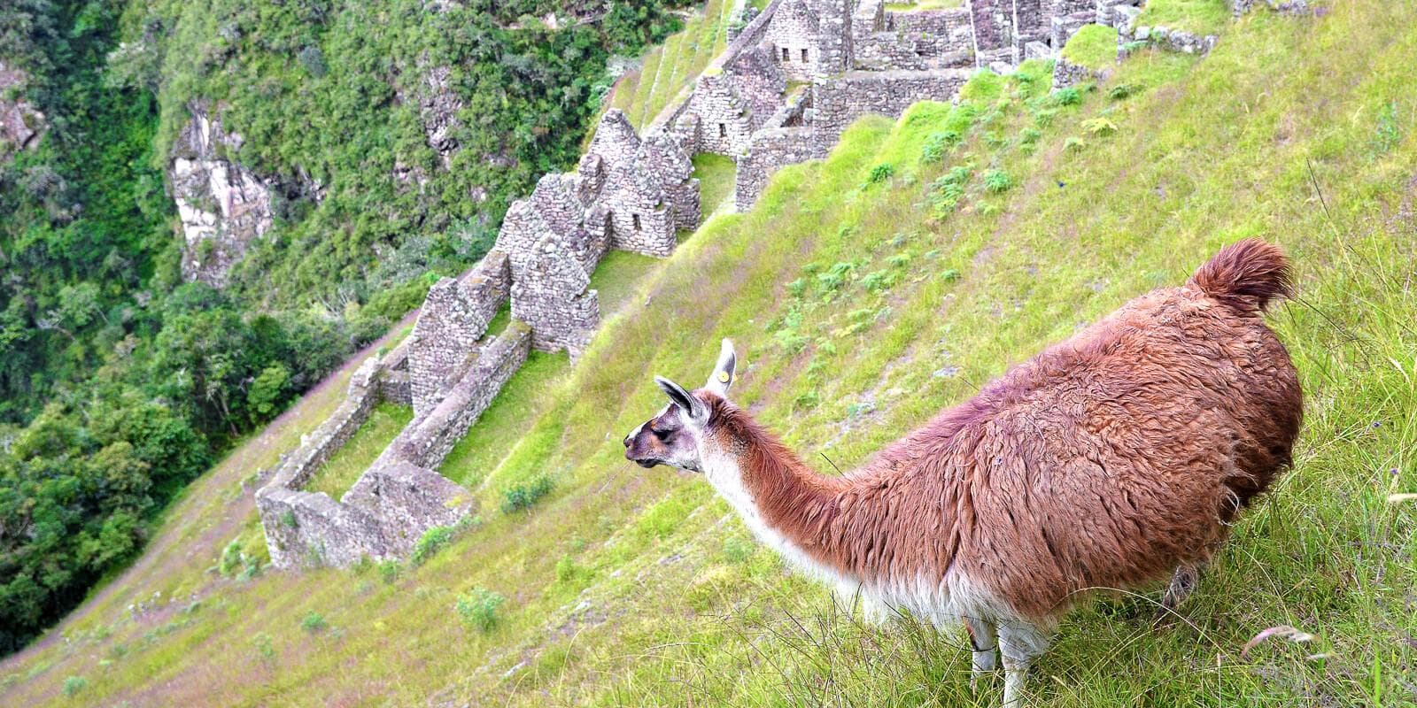 Inca Trail Express to Machu Picchu - Llamas over the ruins